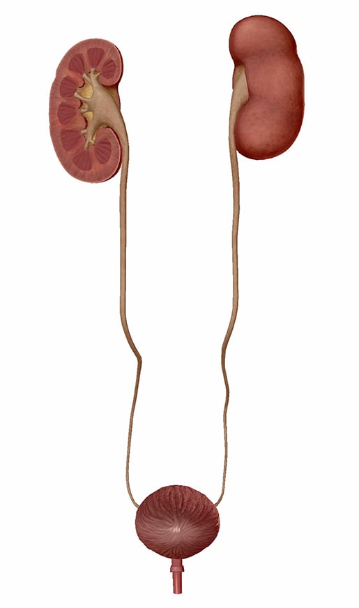 Exploring Kidney Pathologies With Physiology And Pathology